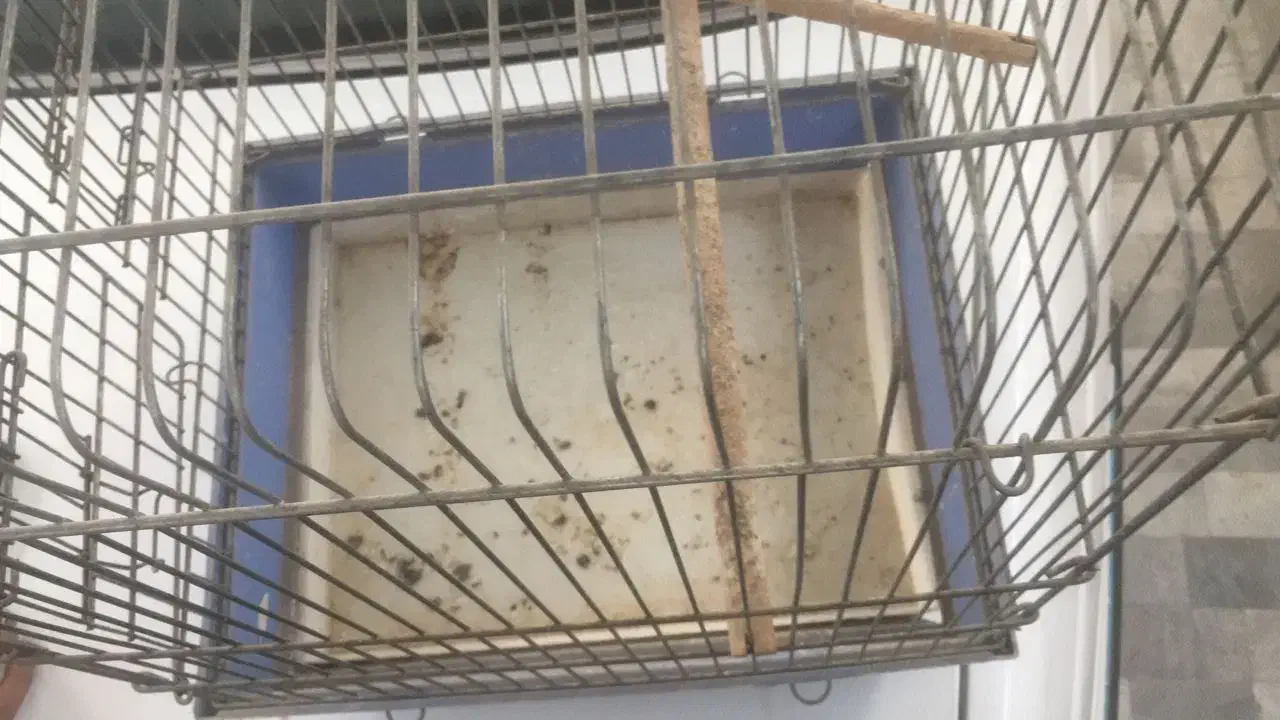 دو عدد قفس مرغ مینا و طوطی سالم|لوازم جانبی حیوانات|اهواز, کوی سعدی|دیوار