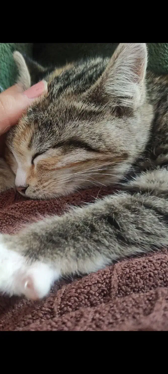 گربه اهلی|گربه|یزد, |دیوار