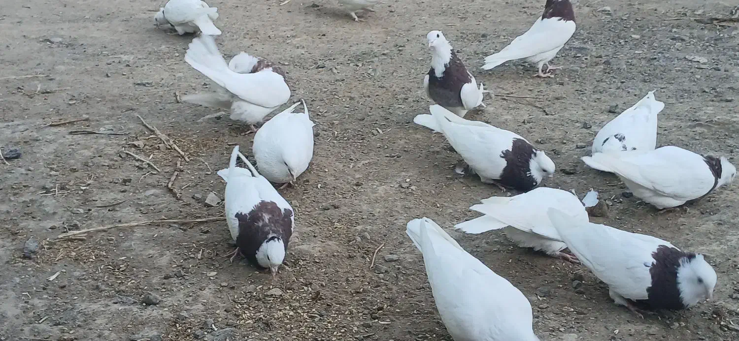 طوقی|پرنده|جغتای, |دیوار