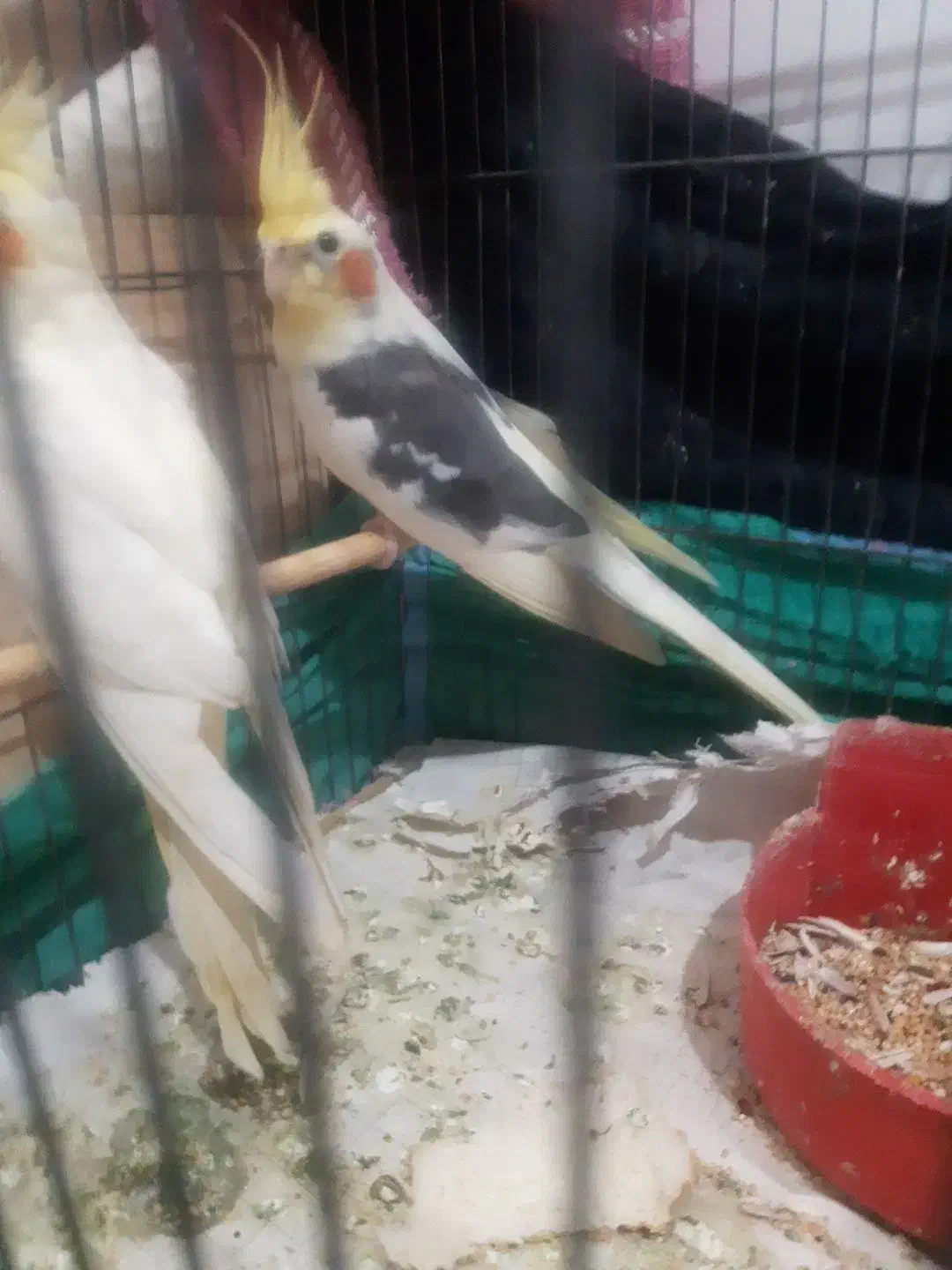 پرنده عروس هلندی|پرنده|رشت, رودباری|دیوار