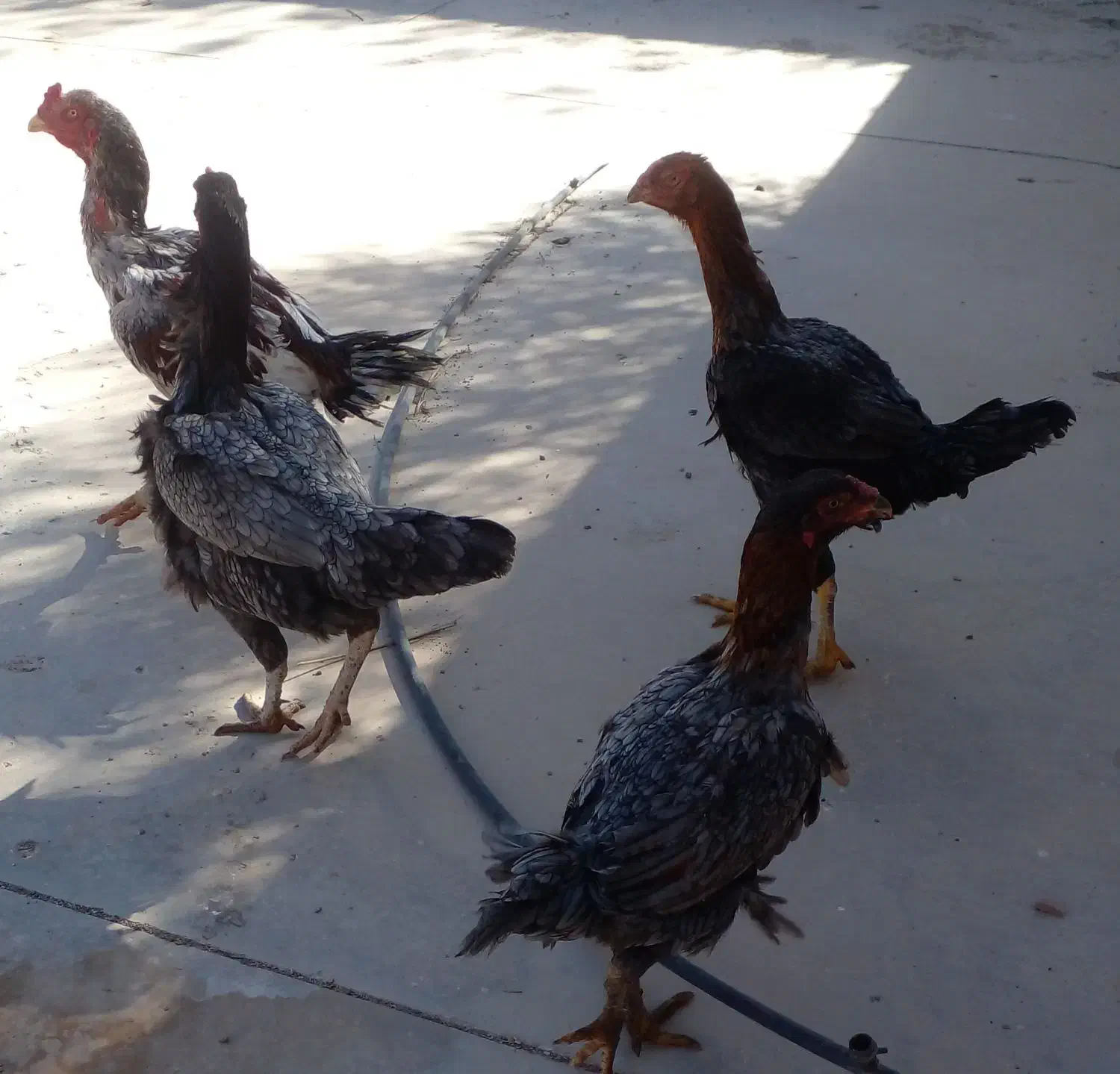 مرغ و خروس لاری طوسی|حیوانات مزرعه|اشتهارد, |دیوار