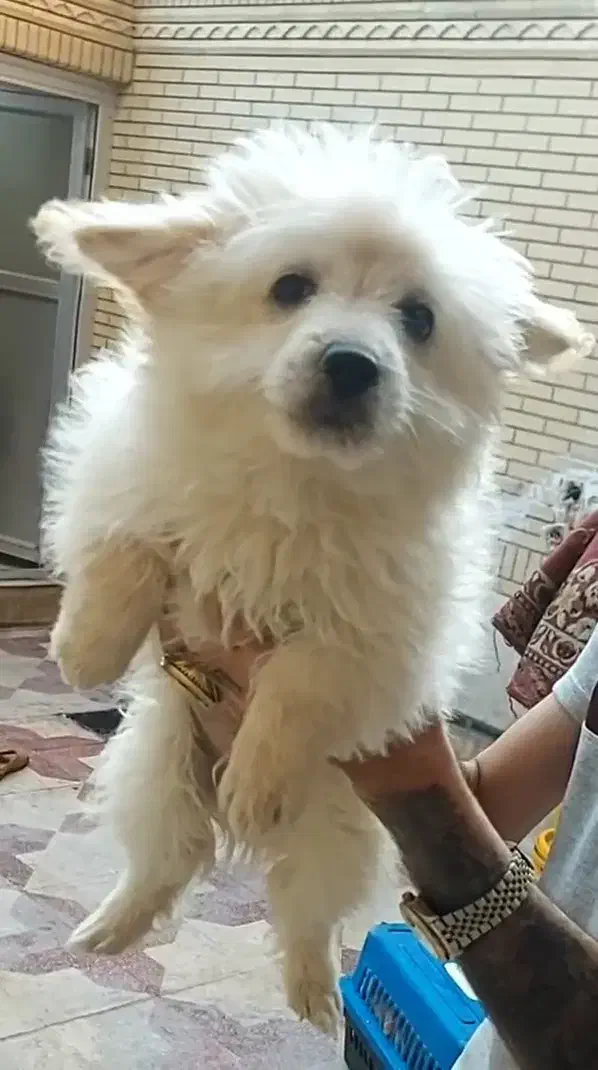 حیوان.سگ|سگ|شیراز, شهرک والفجر|دیوار