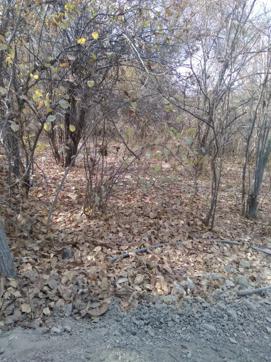 سگ ماده|سگ|نوبران, |دیوار