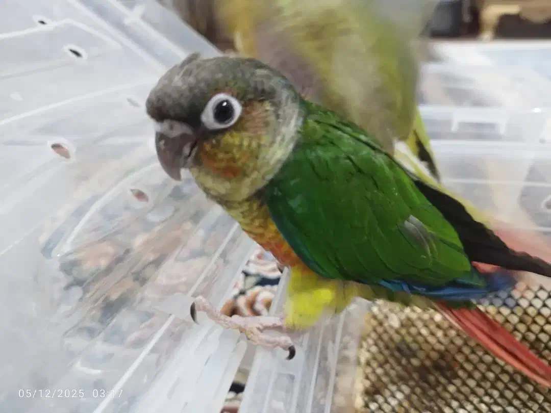 راهب گرینچیک کوتوله برزیلی عروس هلندی|حراج|رشت, لاکان|دیوار