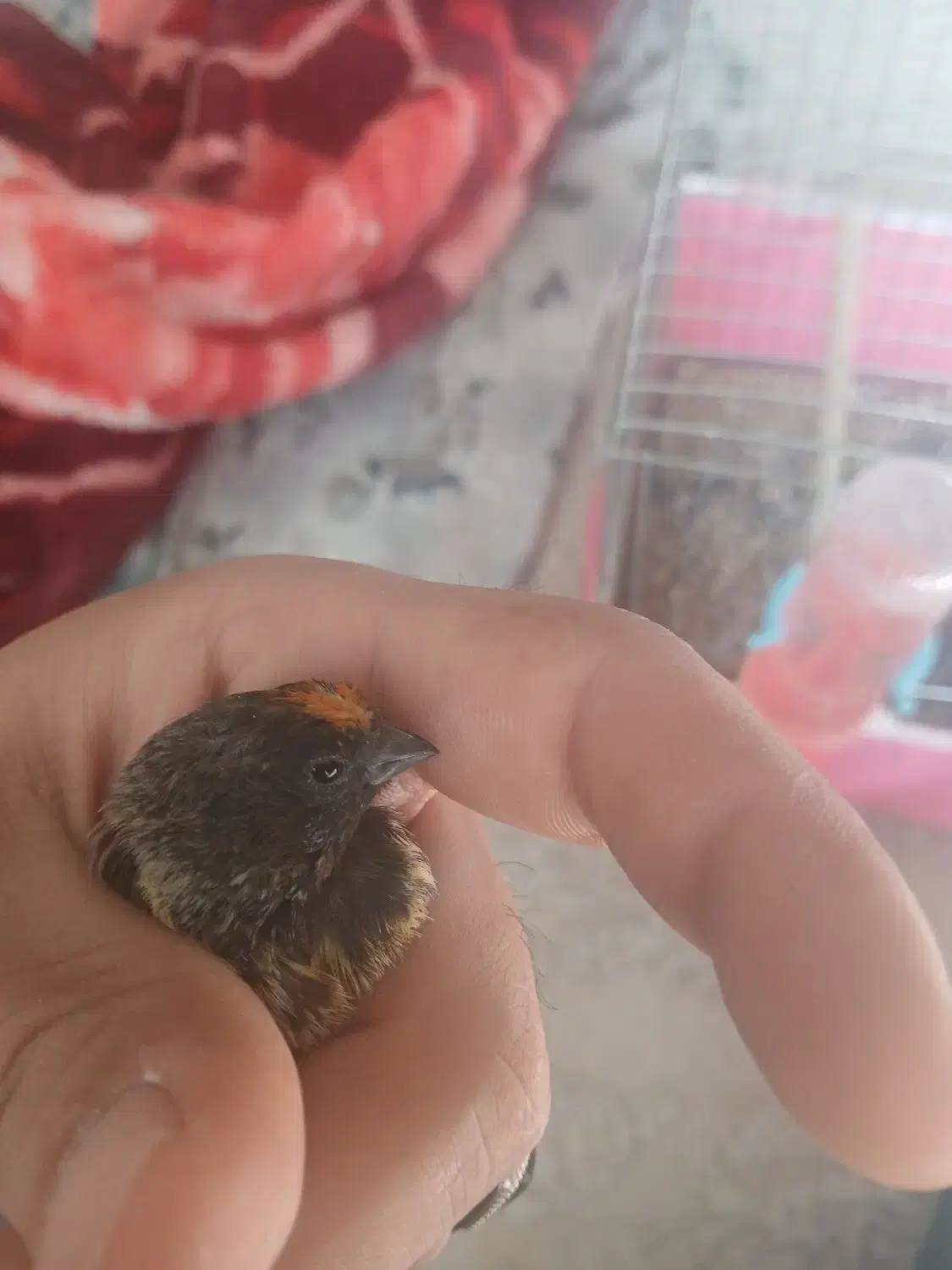 سره گلبسر|پرنده|برخوار, |دیوار