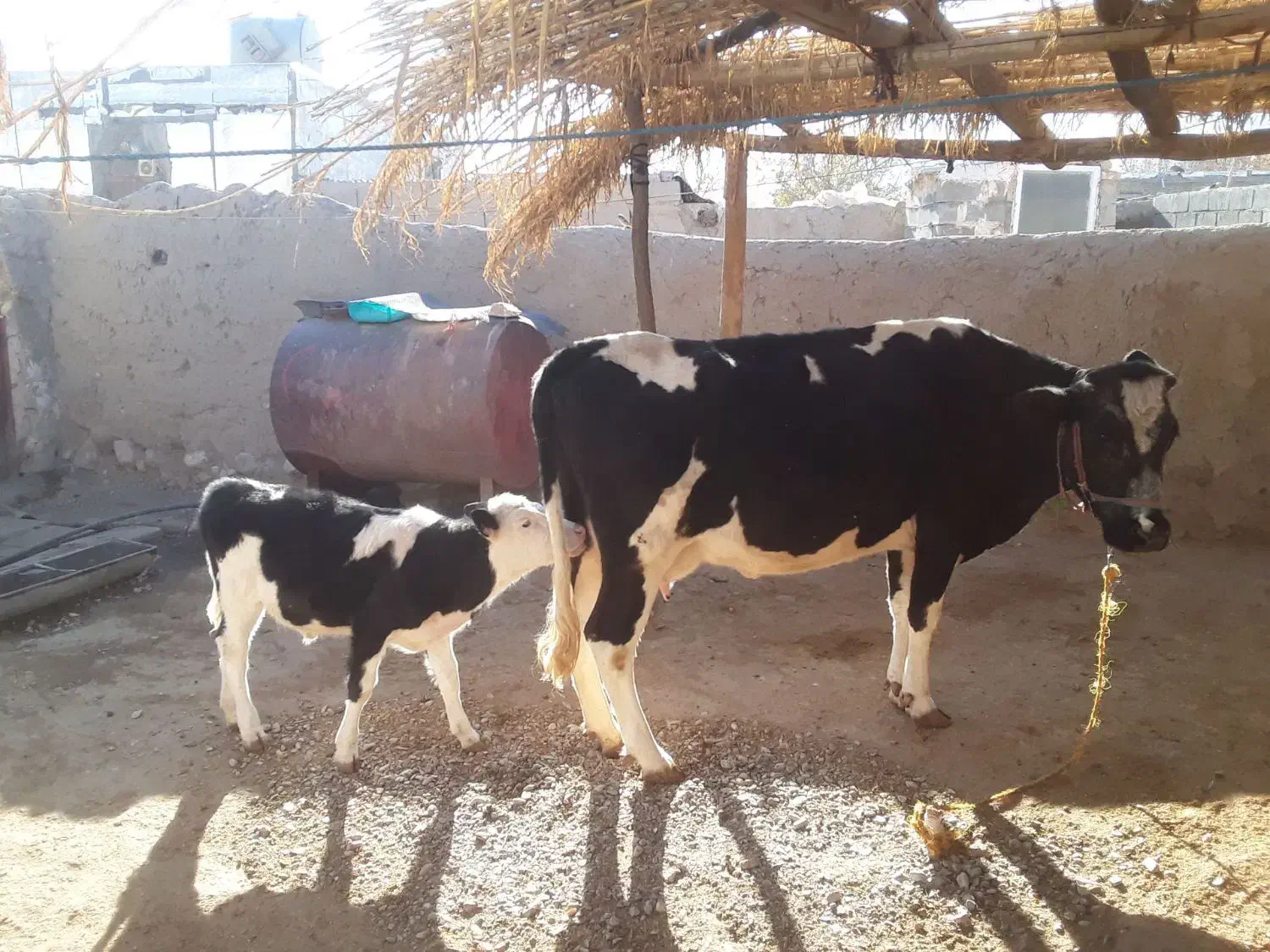 گاو گوساله|حیوانات مزرعه|بیستون, |دیوار