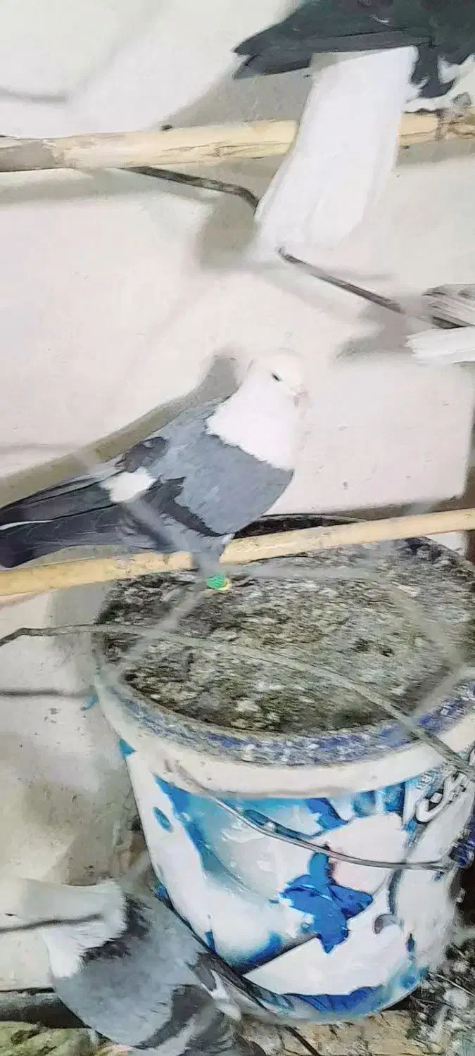 سر سفید کله سفید|پرنده|سبزوار, طبرسی (جعفرآباد)|دیوار