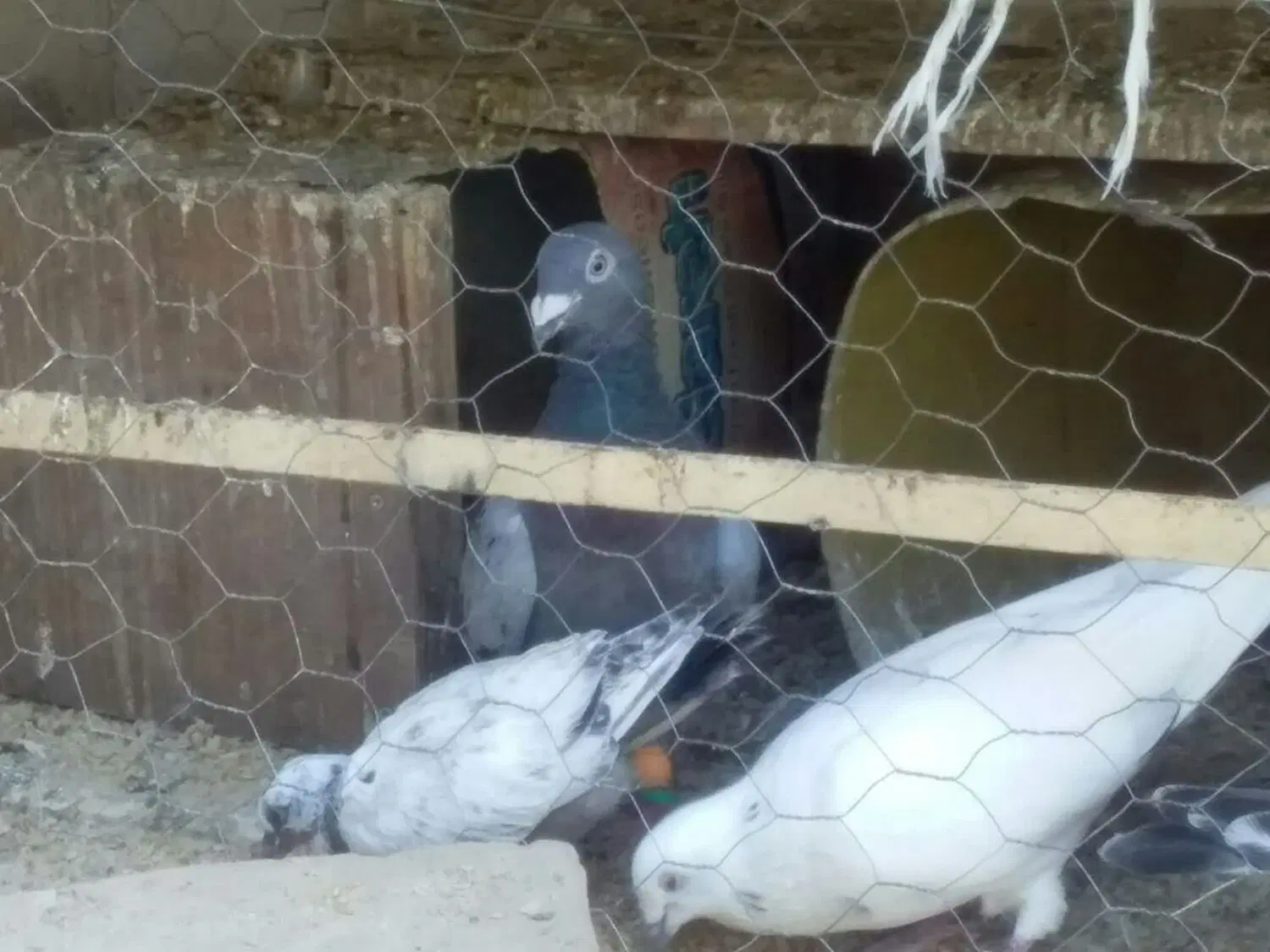 پرنده|پرنده|زاهدان, |دیوار