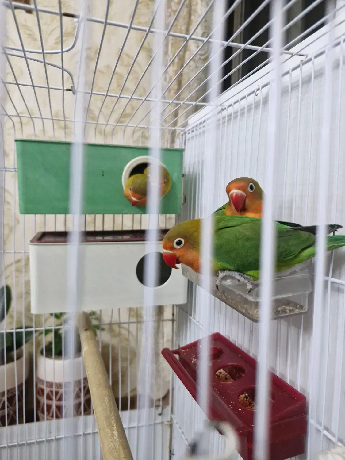 کوتوله برزیلی|پرنده|اهر, |دیوار