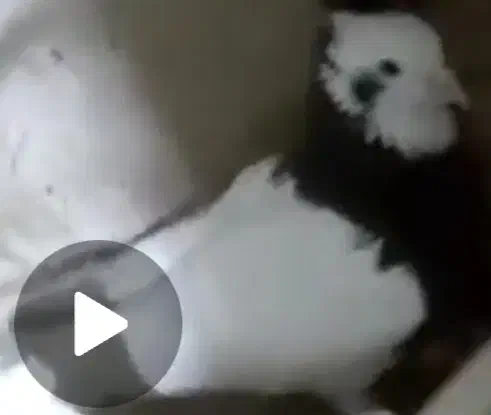 طوقی سیاه گونه دار|پرنده|قزوین, |دیوار