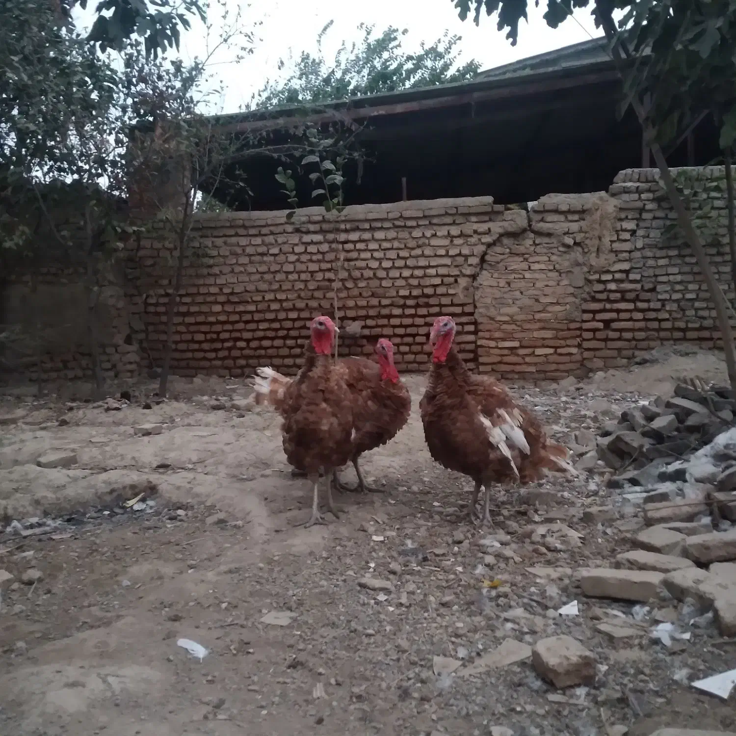 فروش بوقلمون بورن بورن|حیوانات مزرعه|گرگان, |دیوار