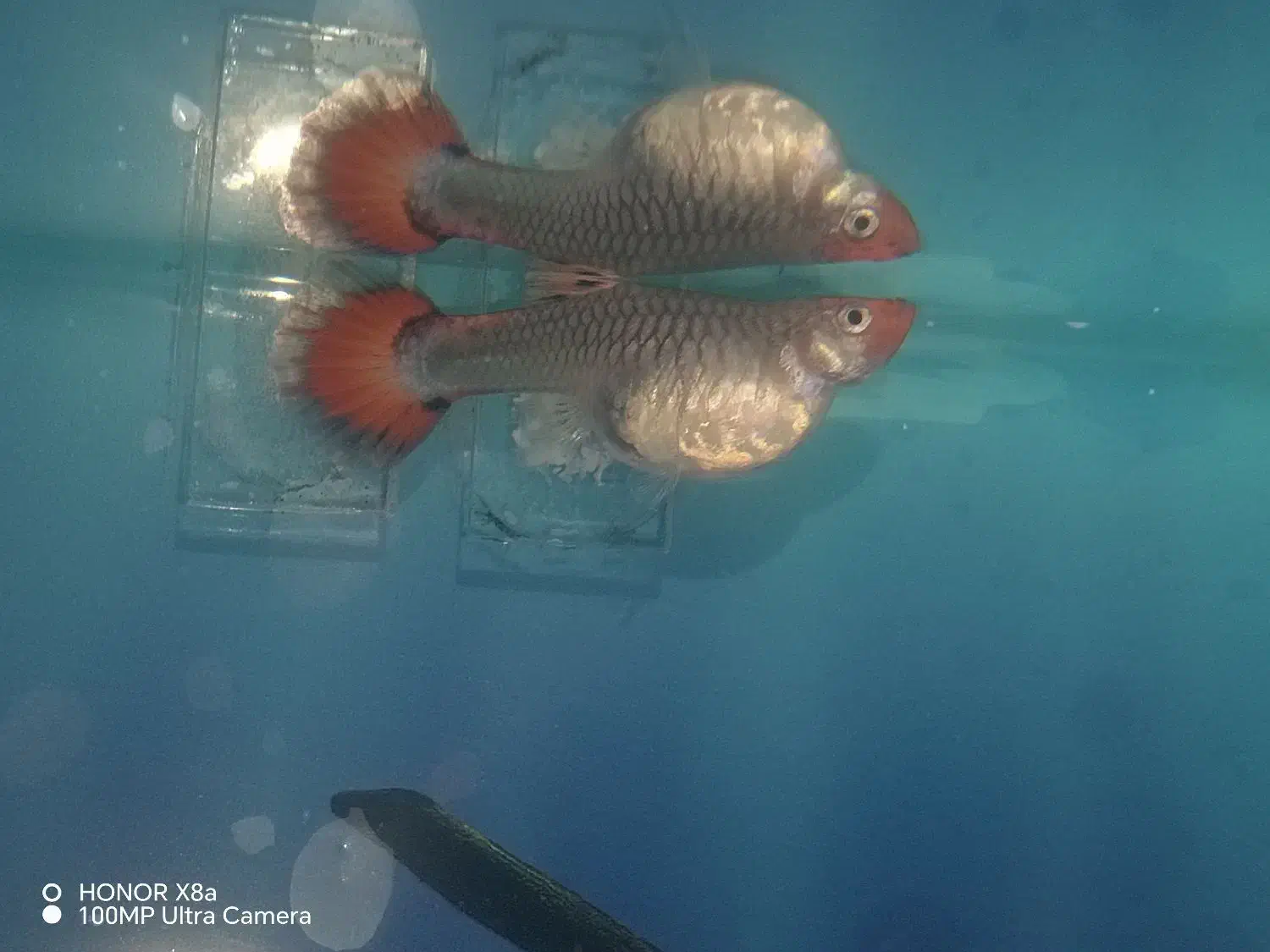 گوپی کوی توکسیدو|ماهی|کازرون, |دیوار