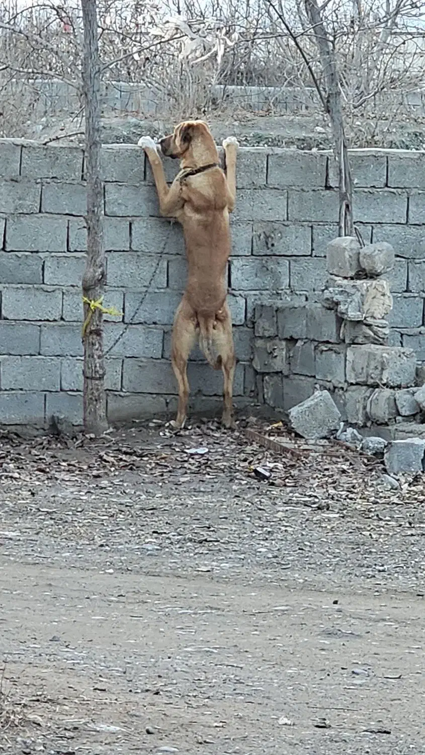 فروشی|سگ|گرمادوز, |دیوار