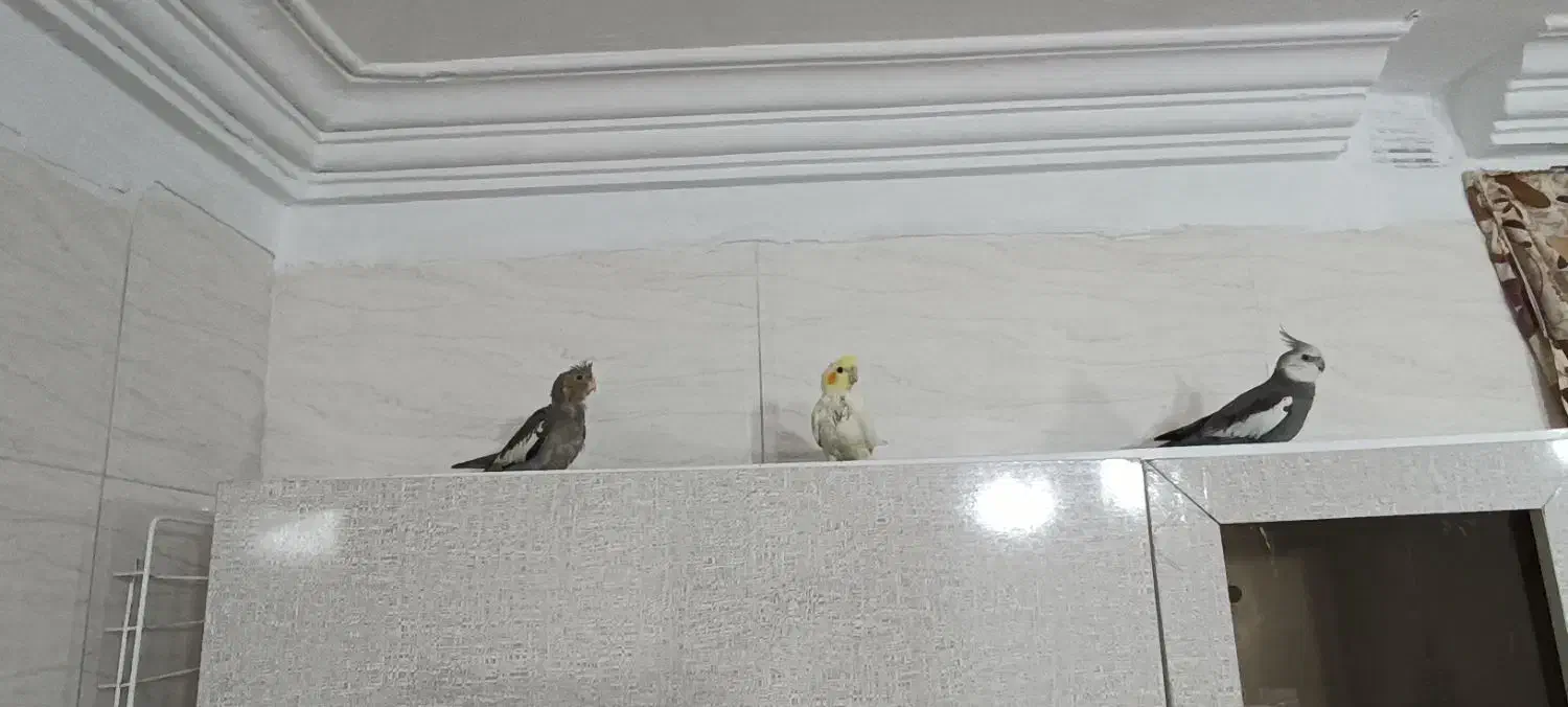 دوتا جوجه دستی و فنچ|پرنده|پاکدشت, خاتون آباد|دیوار