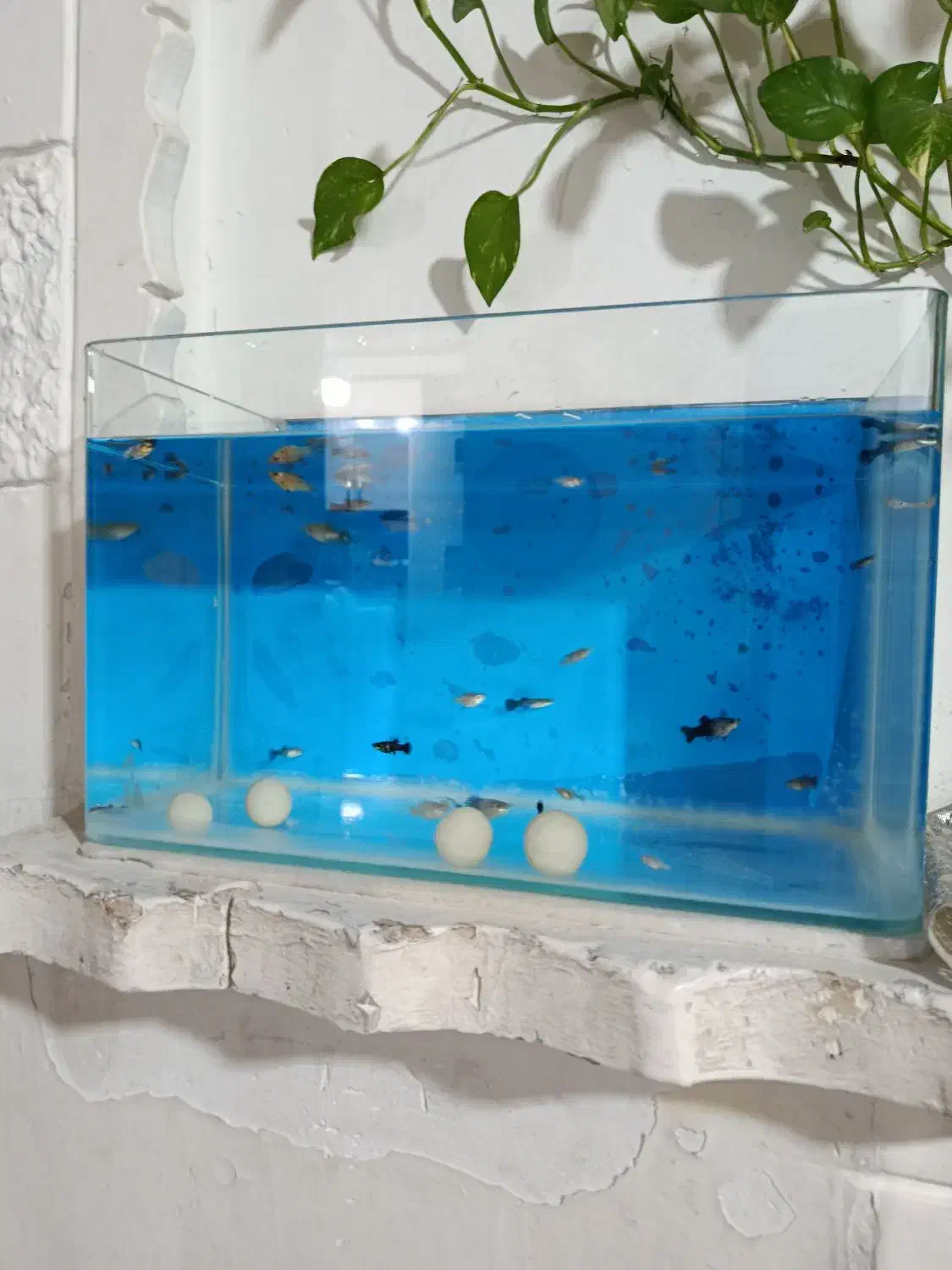 ماهی گوپی مولی|ماهی|بروجرد, |دیوار