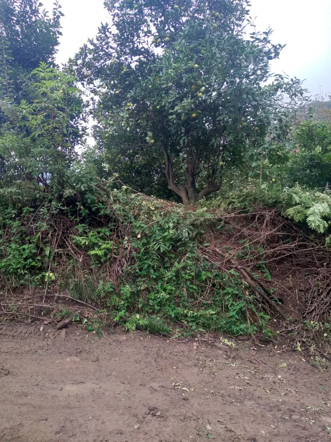 باغ مرکبات و چای ، واجارگاه ، گیل ملک|فروش زمین و ملک کلنگی|واجارگاه, |دیوار