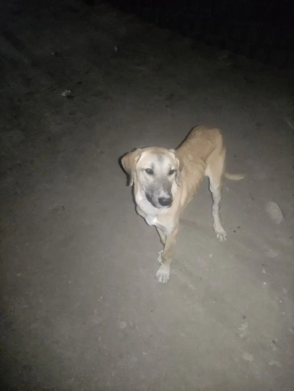 توله سرابی 3ماهه فروشی اصل اصل سرابی|سگ|چهاردولی, |دیوار