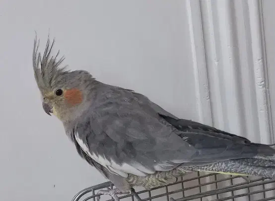 عروس هلندی جفت|پرنده|گلستان (تهران), |دیوار