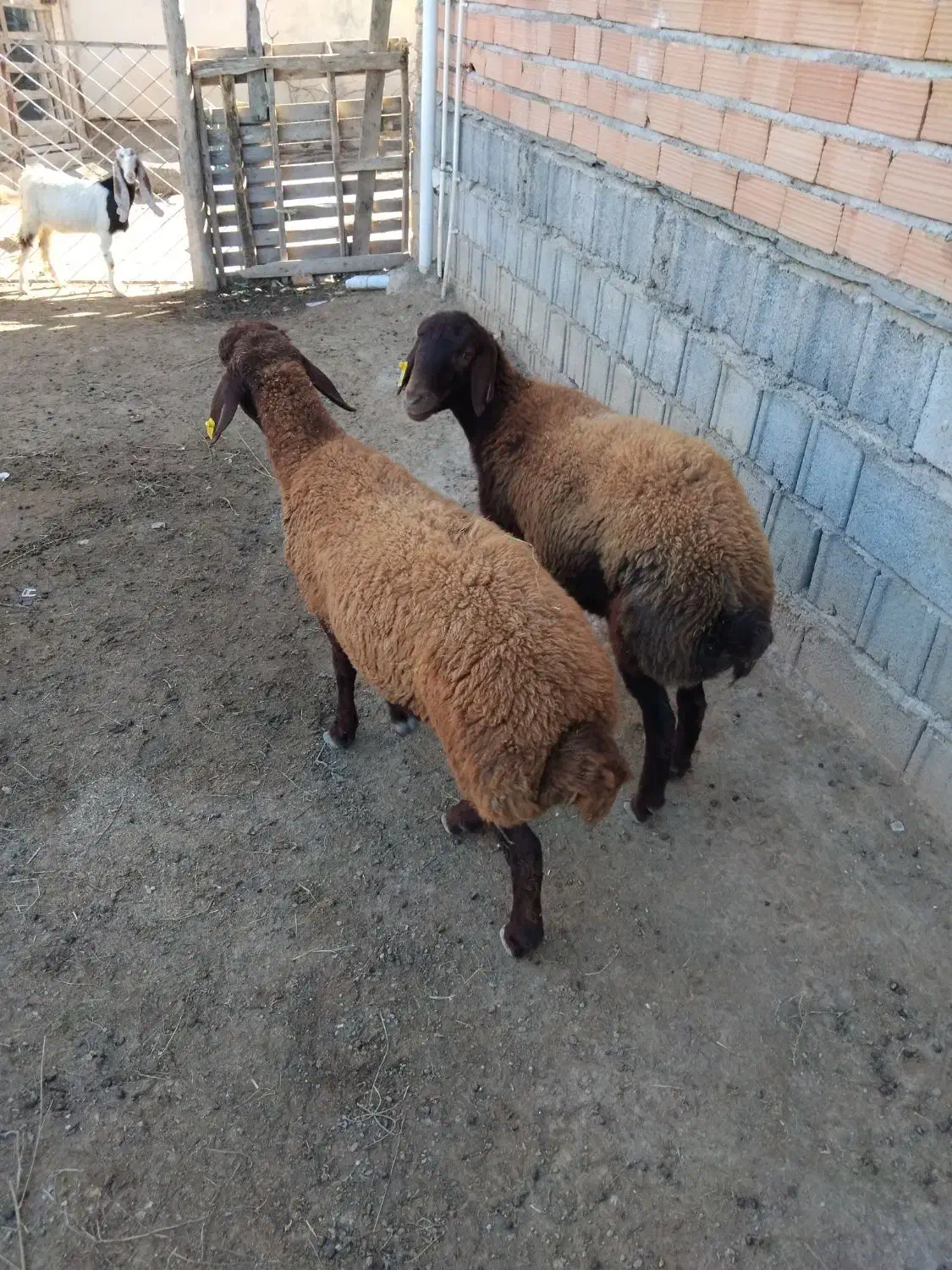 دو.  رس توقلی ماده|حیوانات مزرعه|سیمین شهر, |دیوار