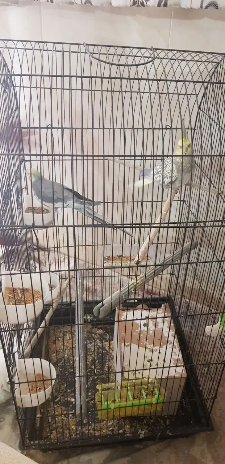 عروس هلندی|پرنده|قم, قلعه کامکار|دیوار