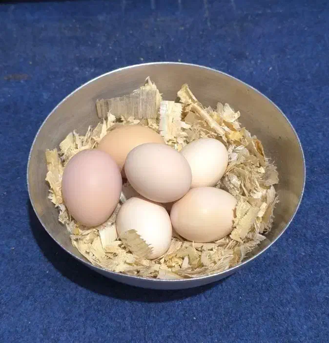 محلی نطفه دار|خوردنی و آشامیدنی|زاهدان, |دیوار