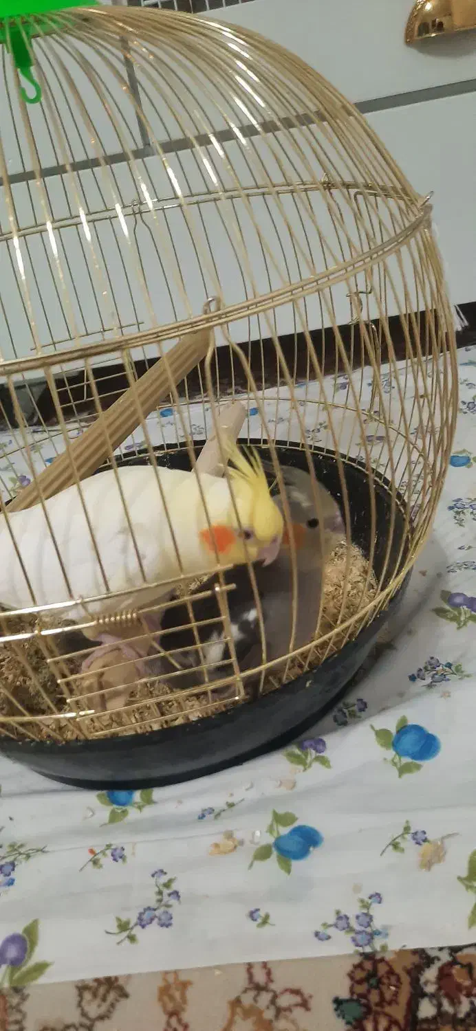 جوجه عروس هلندی|پرنده|اندیشه, اندیشه فاز ۴|دیوار