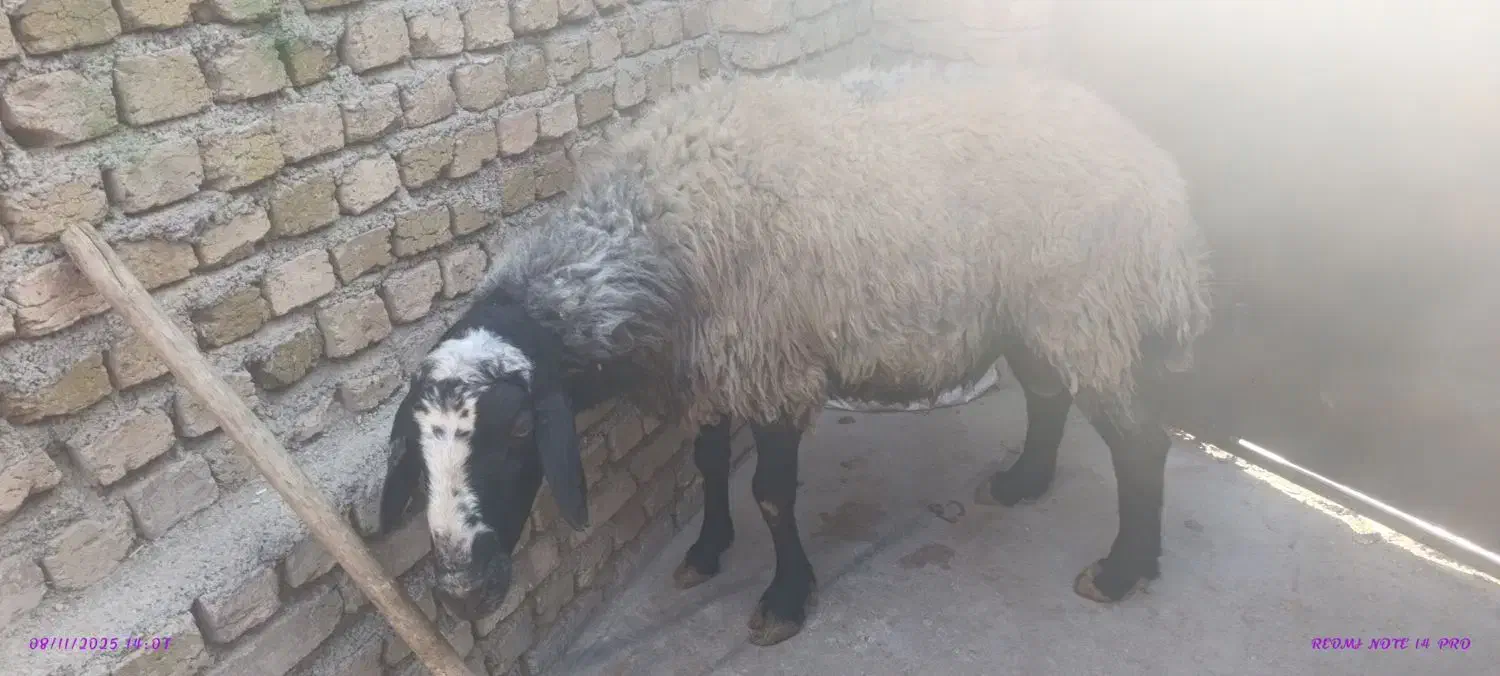 نر جوان 80کیلو|حیوانات مزرعه|کرج, فاز ۴ مهرشهر|دیوار