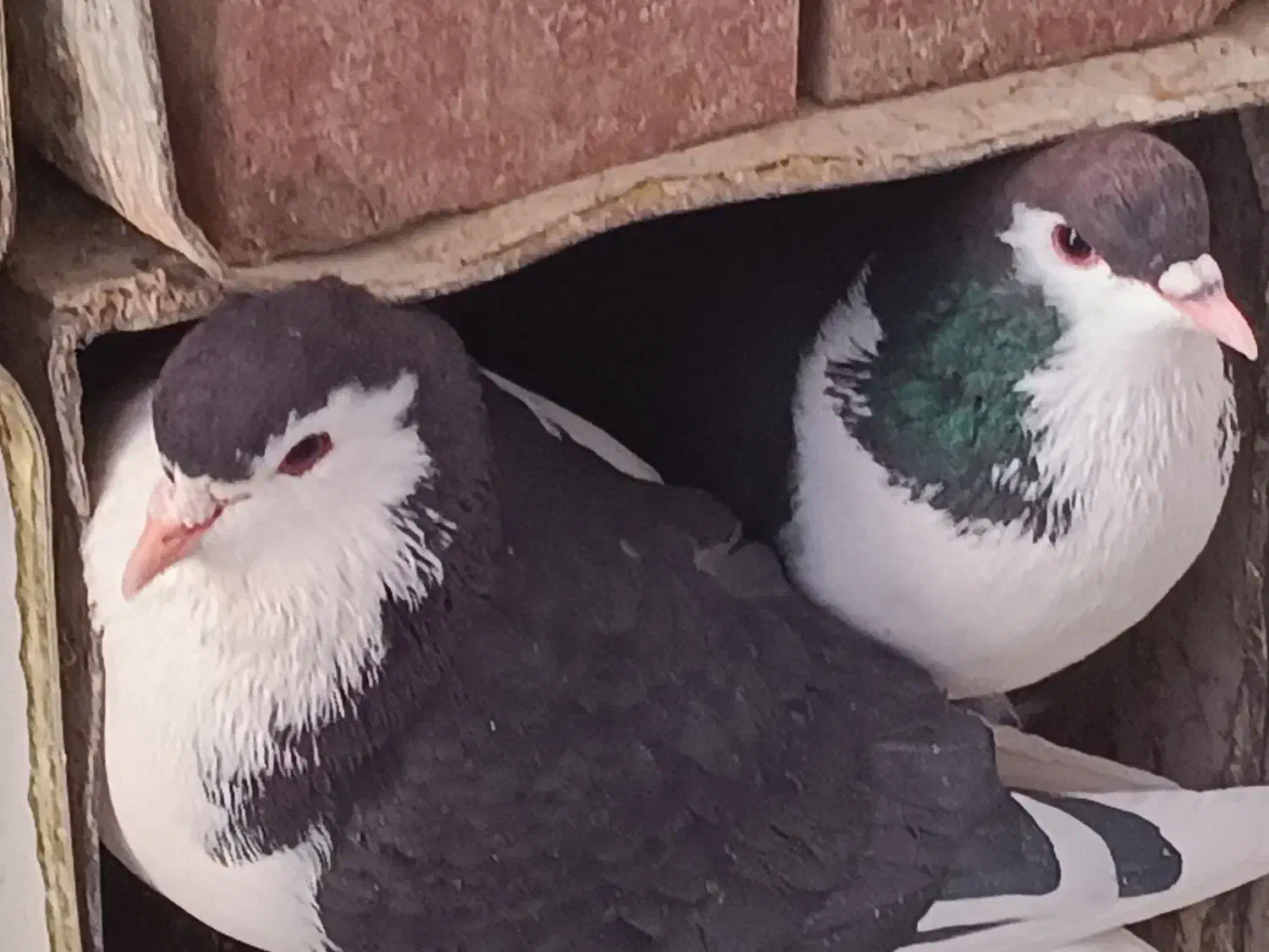 کبوتر|پرنده|کرمان, |دیوار