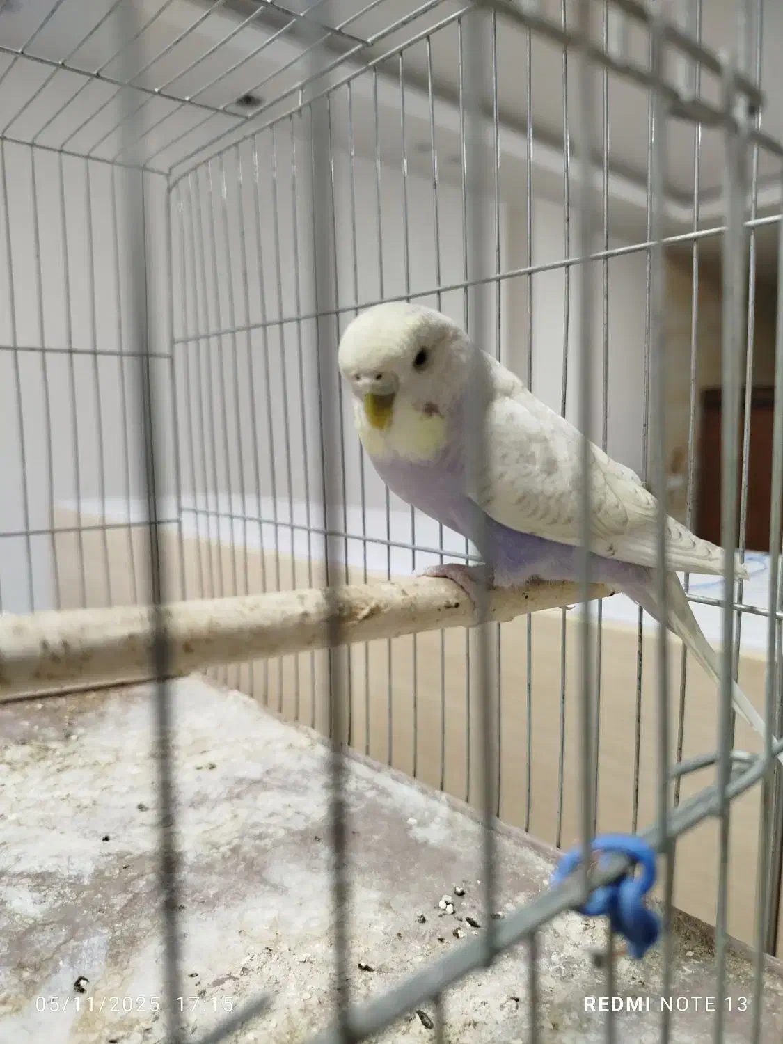 مرغ عشق|پرنده|فرخشهر, |دیوار