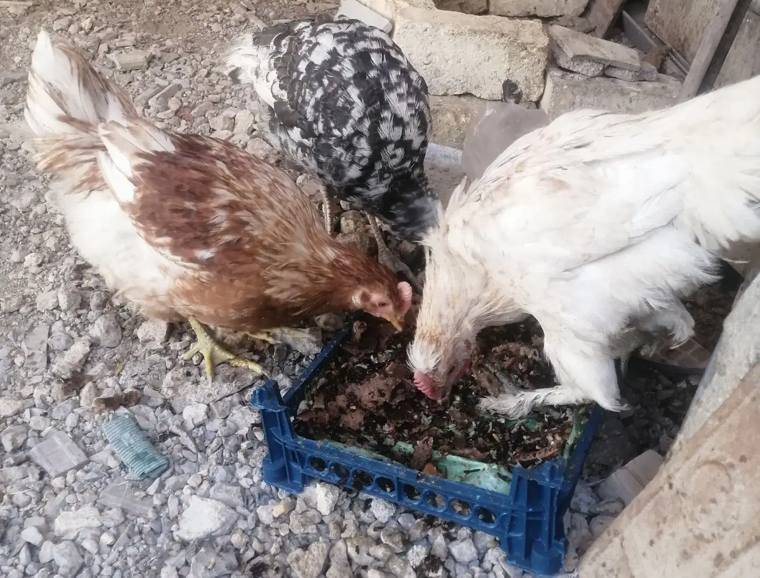 خروس جوان بوقلمون|حیوانات مزرعه|مبارکه, |دیوار