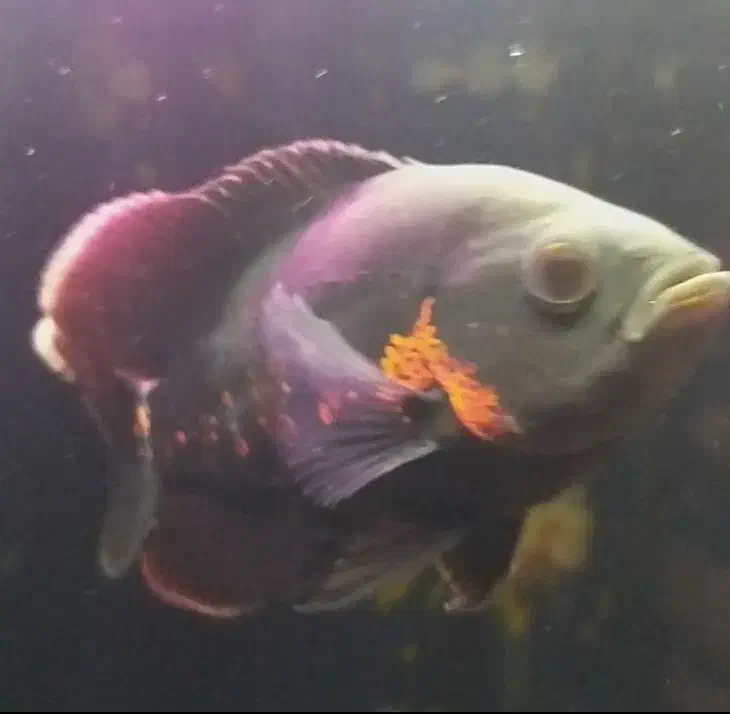 اسکار آلبینو رد تایگر و اسکار بلک تایگر|ماهی|گرگان, |دیوار