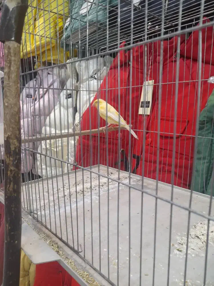 قناری نر میخونه صبح شب میخونه|پرنده|کرمان, |دیوار