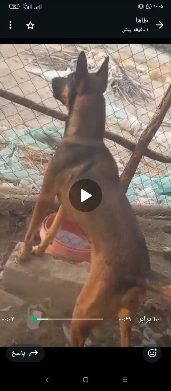 سگ مالنیوز|سگ|جیرفت, |دیوار