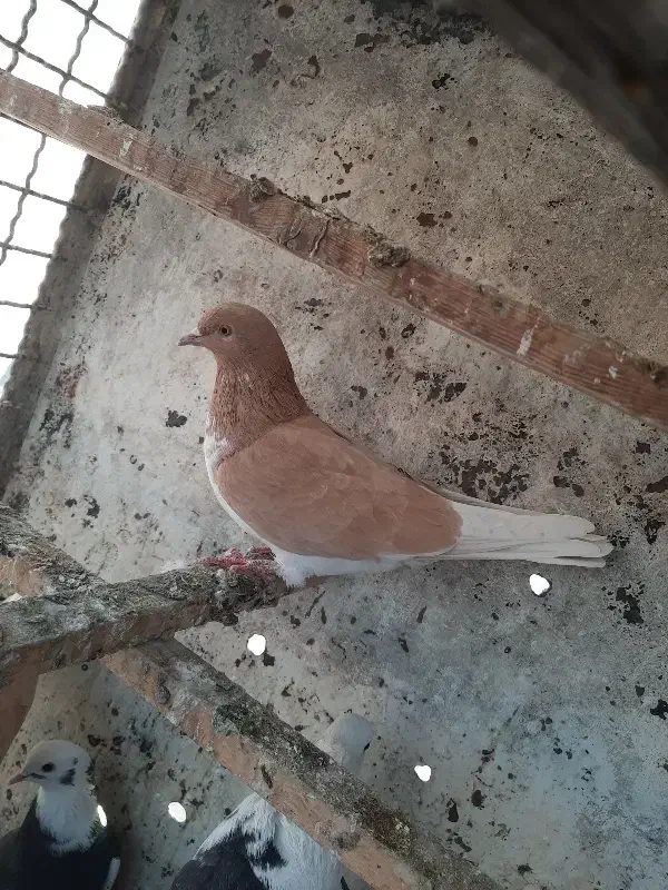 کفتر کبوتر|پرنده|تهران, باشگاه نفت|دیوار