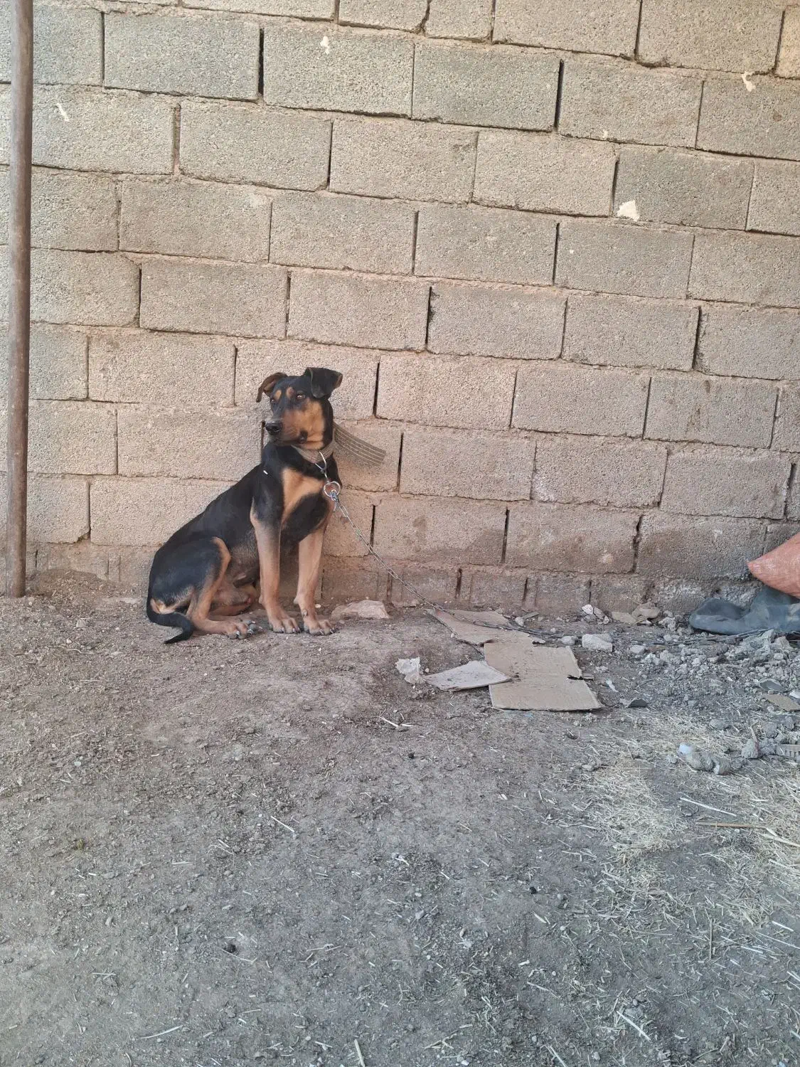 توله سگ دوبرمن|سگ|مرودشت, شهرک مهدیه|دیوار