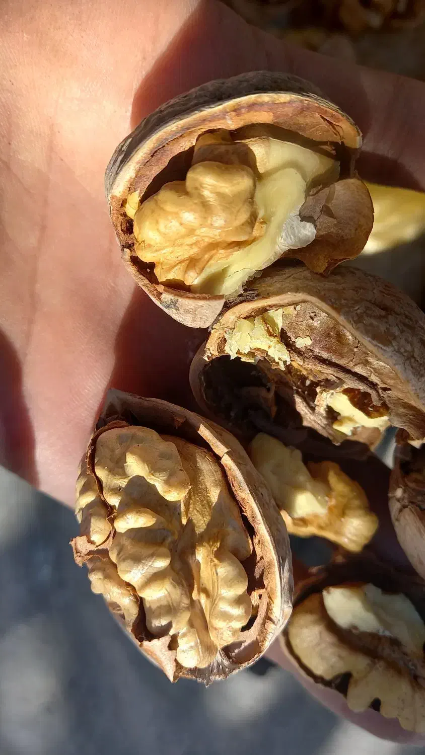 گردو تازه امسال|خوردنی و آشامیدنی|شاهین دژ, |دیوار