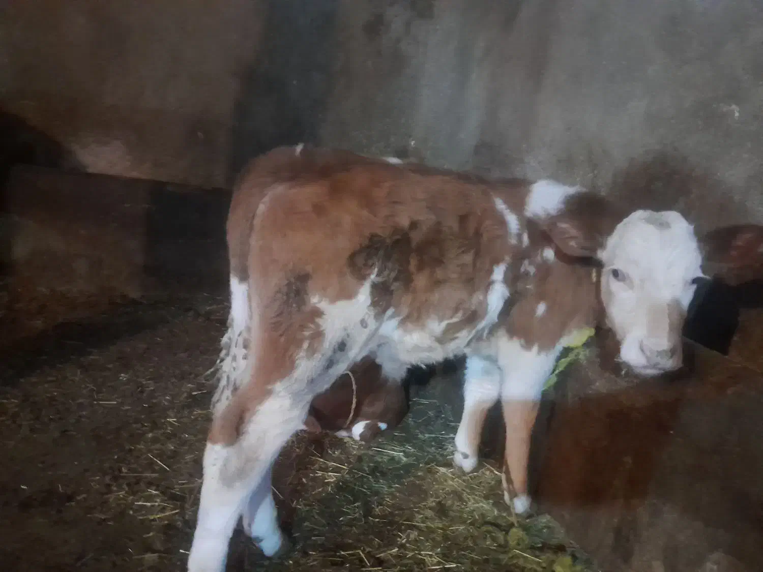 دوعدد گوساله نر|حیوانات مزرعه|نقده, |دیوار