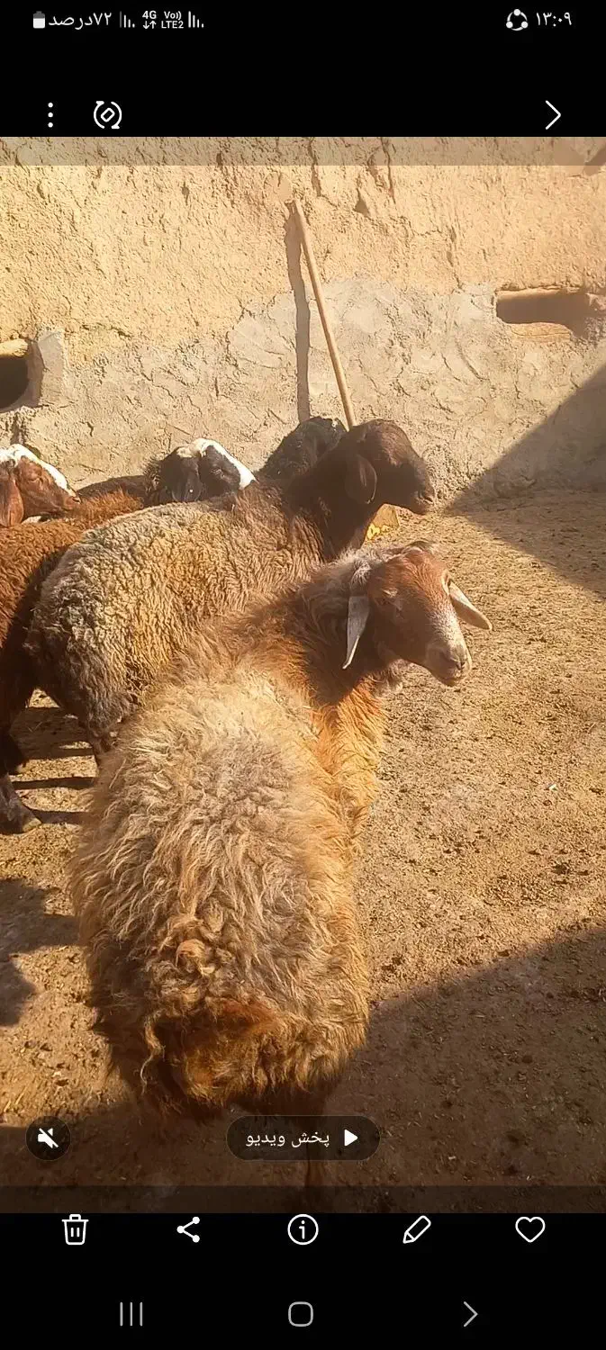 بره نر|حیوانات مزرعه|آبگرم, |دیوار