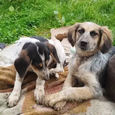 سگ شکاری عالی جفت ماده|سگ|خشکبیجار, |دیوار