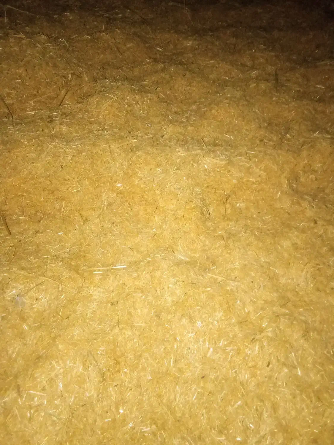 فروش فوری کاه خرمن کوب بادی|لوازم جانبی حیوانات|کنگاور, |دیوار