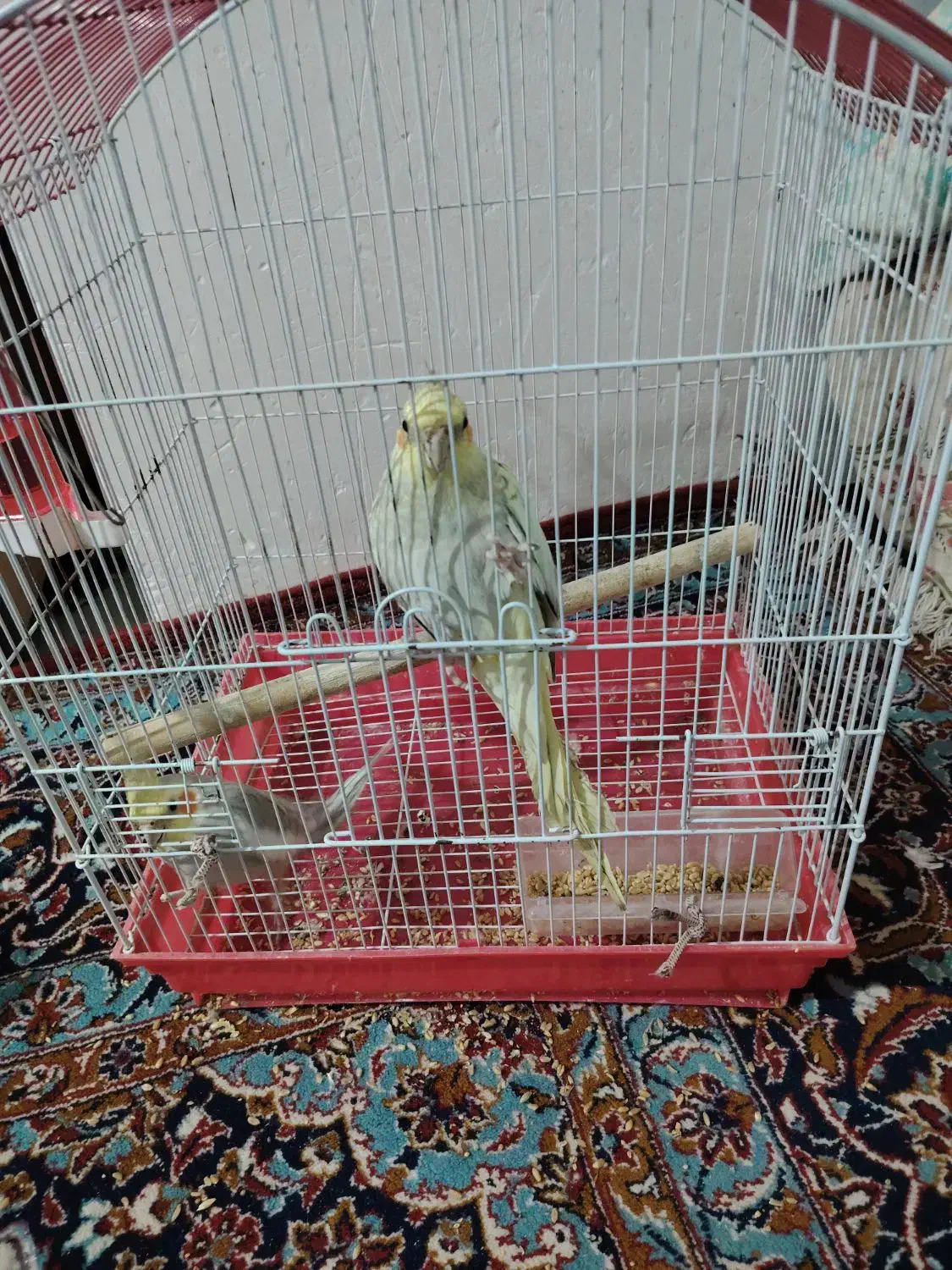 فروش دو عدد عروس هلندی با قفس|پرنده|تالش, هشتپر|دیوار