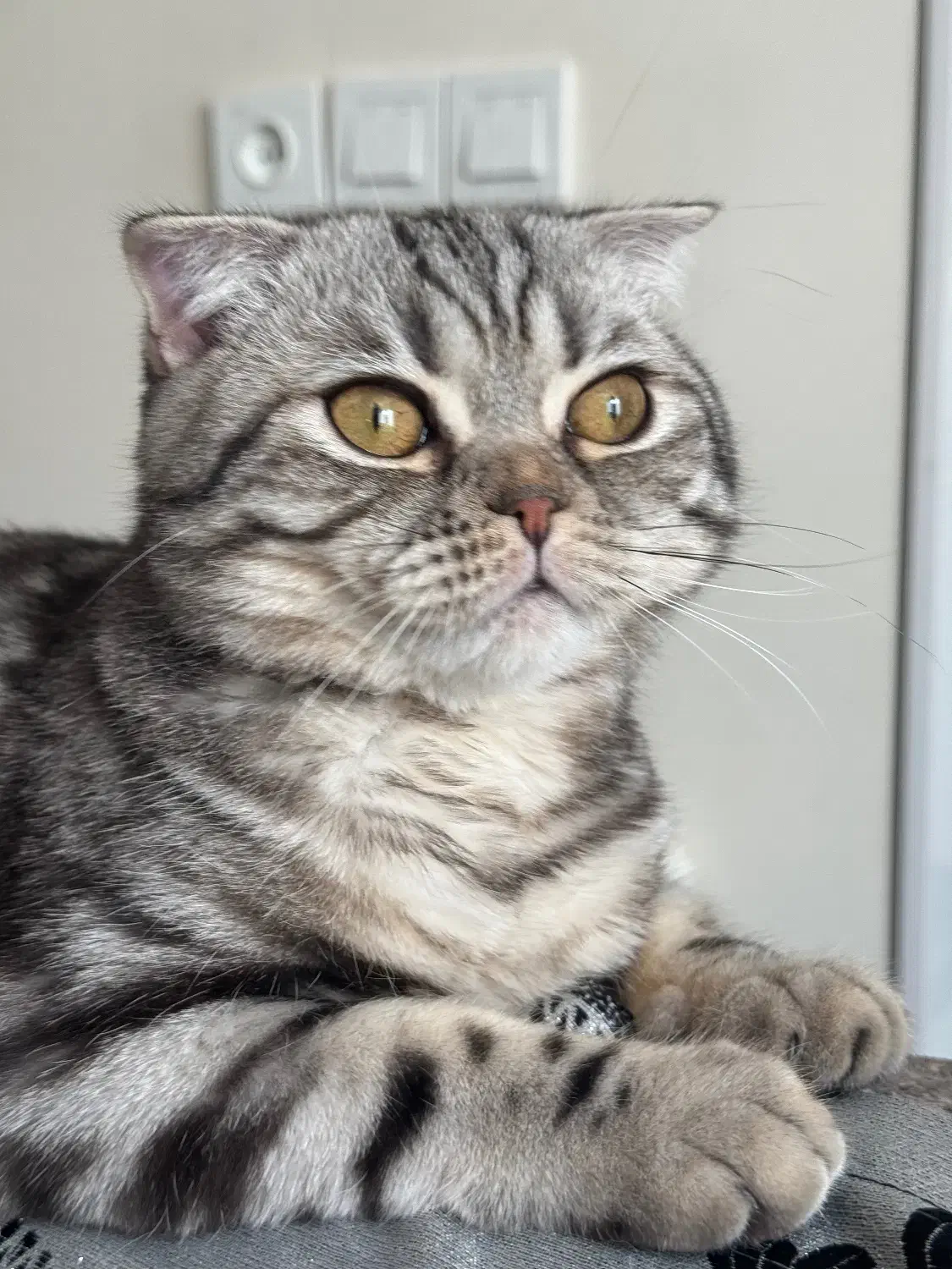 خوشگل پسر اسکاتیش|گربه|پردیس, فاز ۲|دیوار