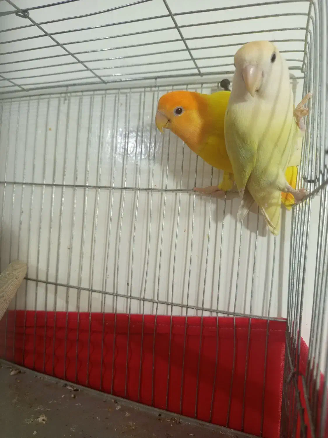 جفت برزیلی مولد|پرنده|ارومیه, |دیوار