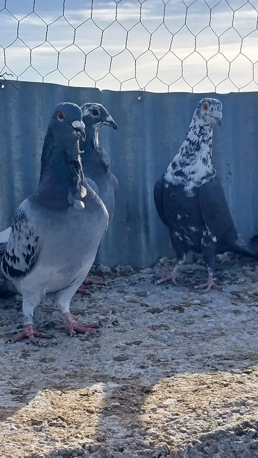 کبوتری فری سینه سفید|پرنده|مشهد, کلاهدوز|دیوار