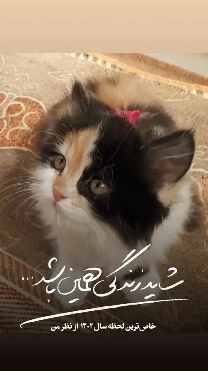 گربه ماده|گربه|نقده, |دیوار