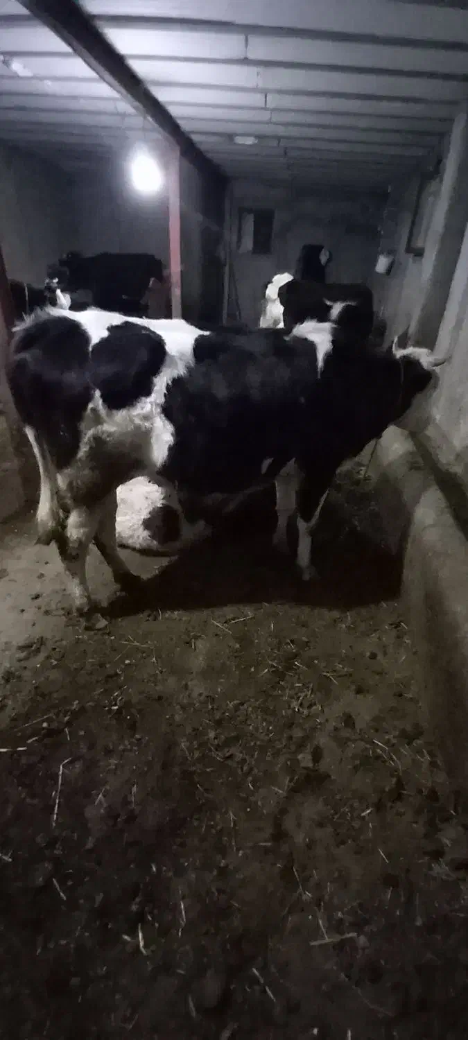 گاو آبستن ۴۵ روز مونده به زایمان|حیوانات مزرعه|نیر (اردبیل), |دیوار