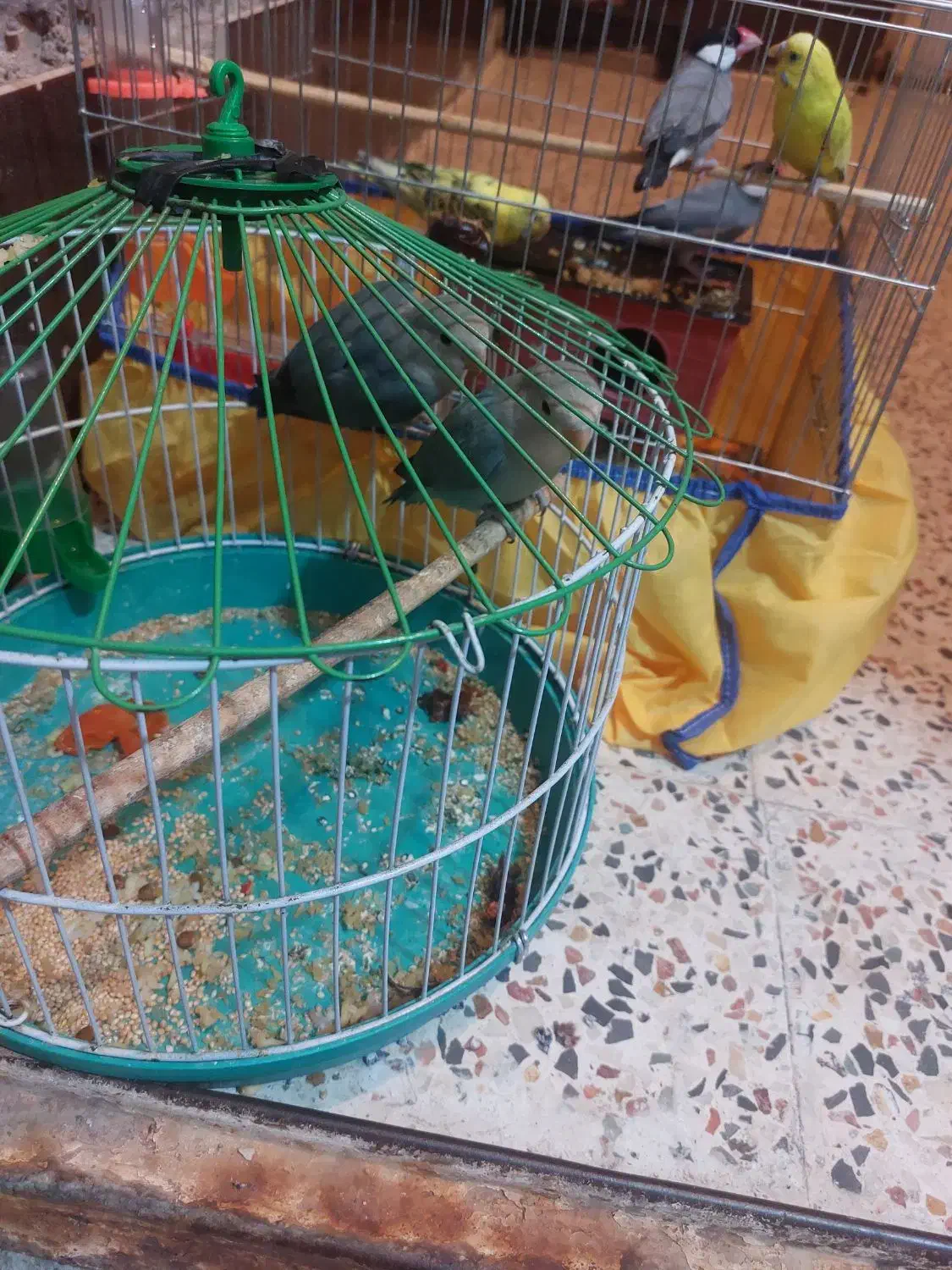 توتی برزیلی|پرنده|حمیدیه, |دیوار