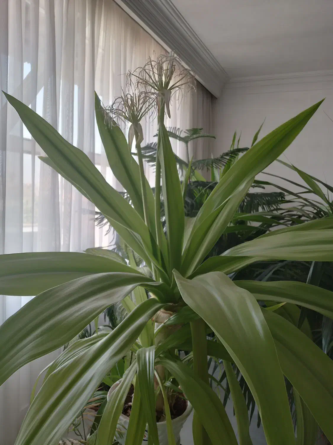 گلهای بزرگ و شاداب برا سالن های بزرگ|گل و گیاه طبیعی|نیشابور, ده حلاج|دیوار