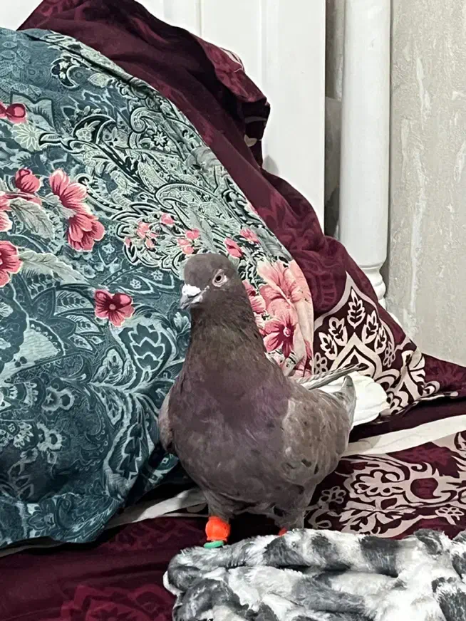 کفتر کبوتر رنگه نر سینه کله|پرنده|مشهد, سید رضی|دیوار