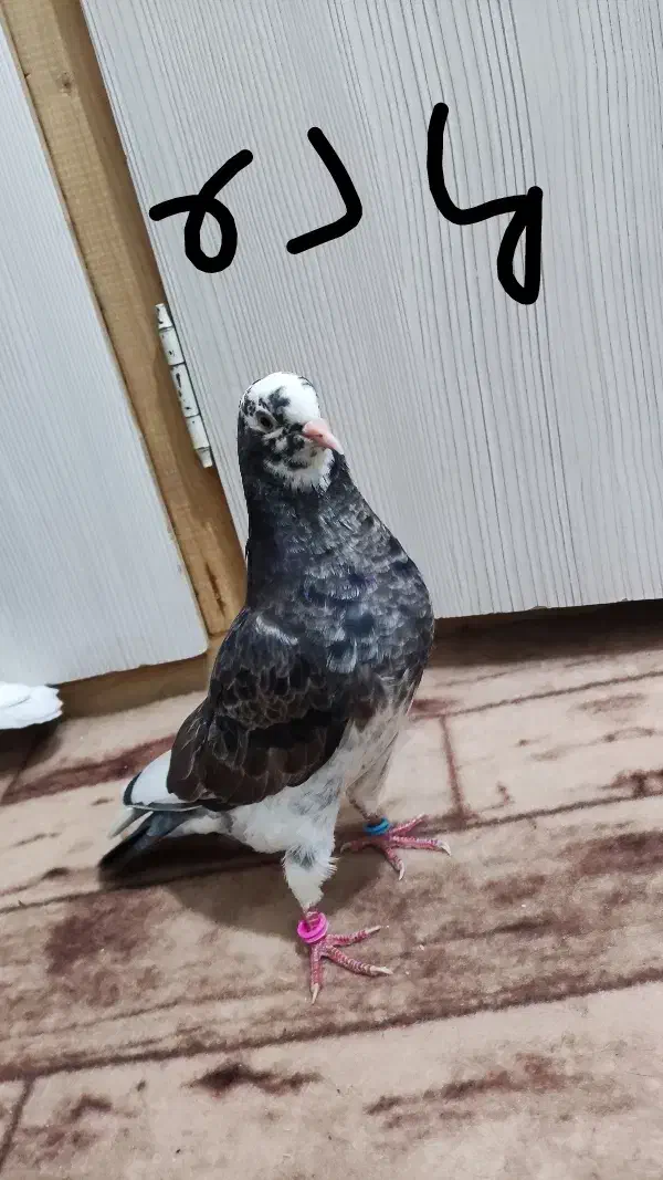 کفتر پرشی|پرنده|شهر ری, ولی آباد|دیوار